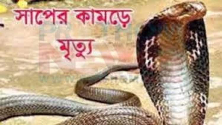 মিলের বারান্দায় গোখরার ছোবলে ব্যবসায়ীর মৃত্যু