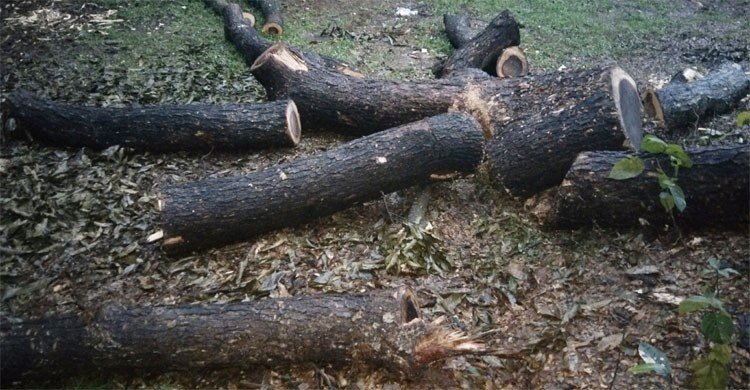 ৪৫ হাজার টাকার সরকারি গাছ ৯ হাজারে বিক্রি করে দিলেন ইউপি সদস্য ও চেয়ারম্যান