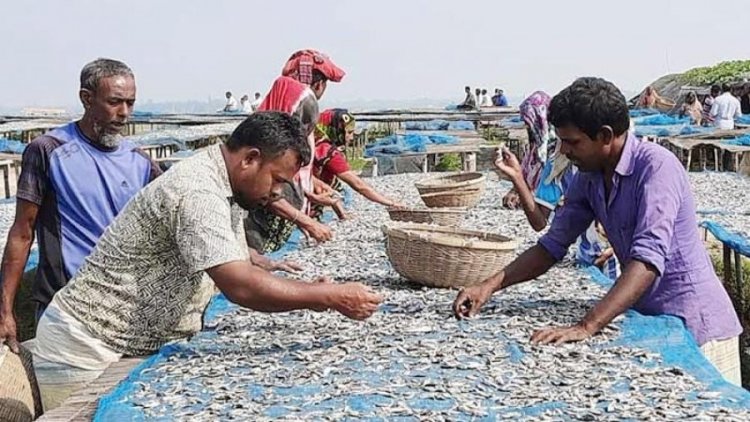 দুবলার চরের শুঁটকি থেকে আসবে ৩ কোটি ২২ লাখ টাকা