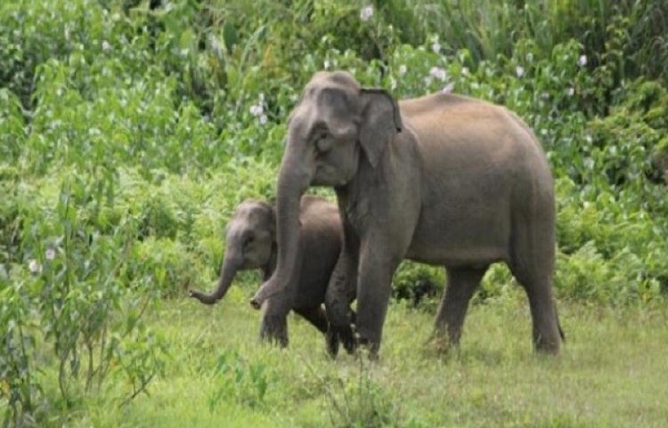 হাতি হত্যার দায়ে দেশে প্রথম সাজা