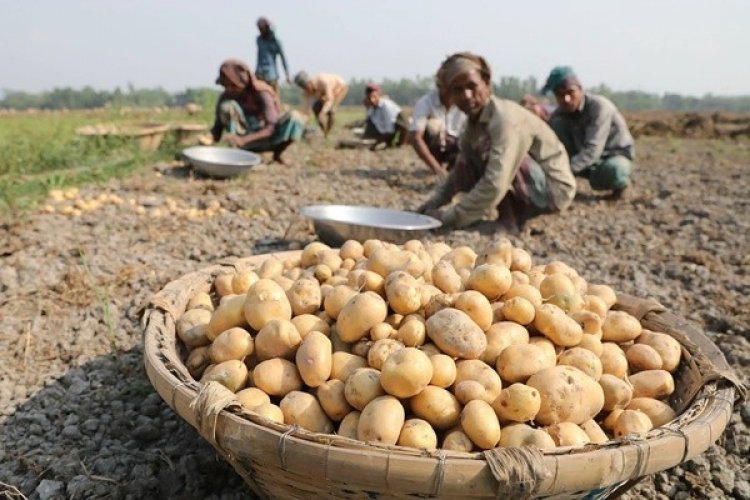 পাঁচ মাসে ৫৫ কোটি ডলারের কৃষিপণ্য রপ্তানি