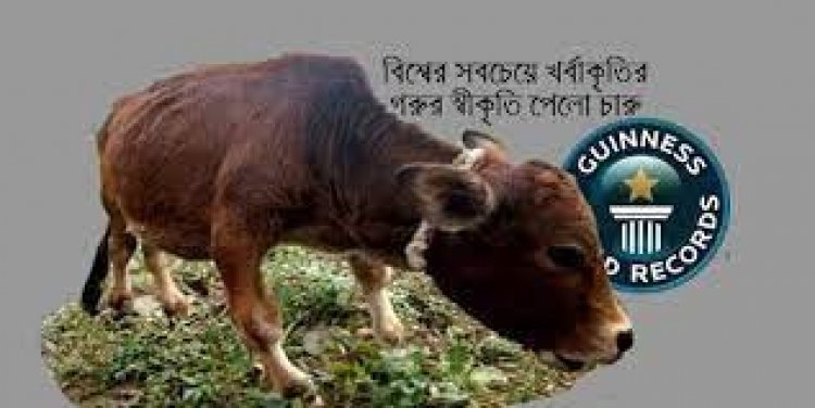 রানীর পর গিনেস বুকে চারু