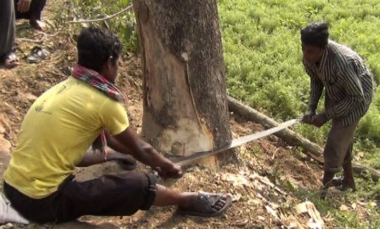 নিজের গাছ কাটতেও লাগবে সরকারের অনুমতি