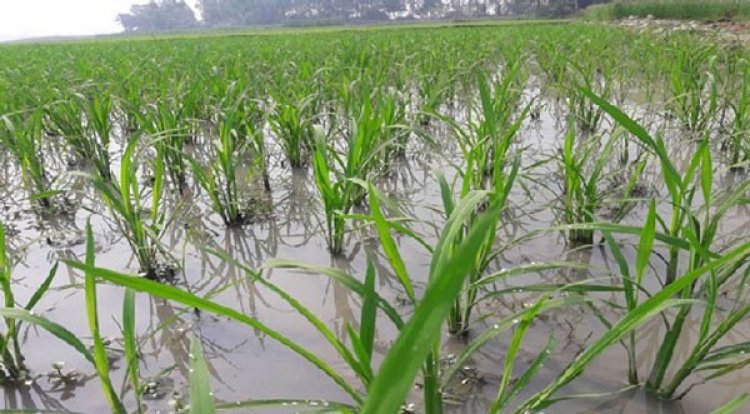 পঁচে গেল দেড় হাজার বিঘা জমির ধান