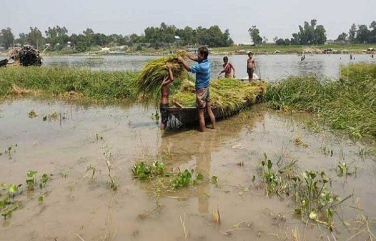 থামছে না হাওরের কান্না