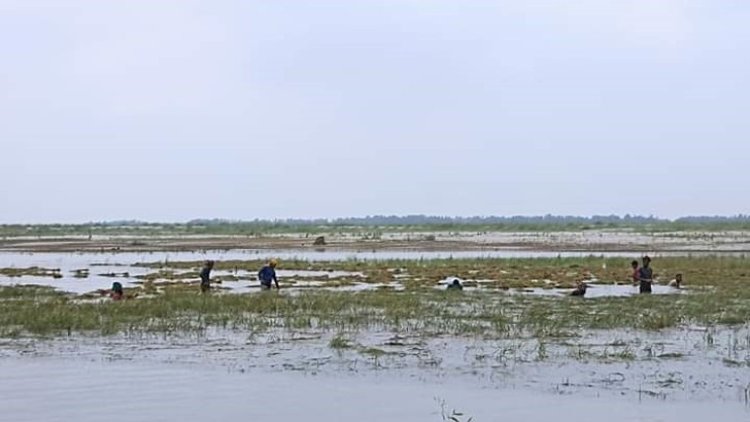 ডুবছে ধান, পুড়ছে বাদাম অসহায় কৃষক