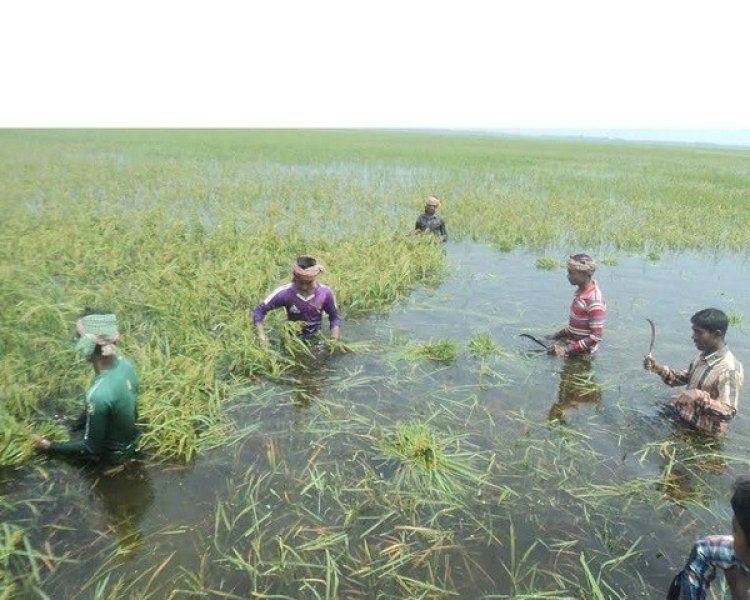 হাওরে ফসলহারা কৃষকের আর্তনাদ