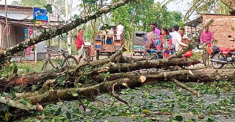 ঠাকুরগাঁওয়ে শিলাবৃষ্টিতে ফসলের ব্যাপক ক্ষতি, নারী আহত