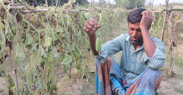 নজির মিয়ার লাউ-কুমড়া গাছ কেটে দিল দুর্বৃত্তরা