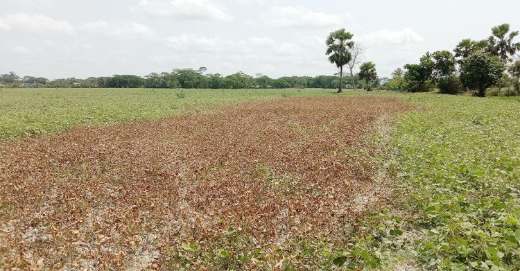 বর্গা জমি ফেরত নেওয়ায় মুগডালগাছে বিষ