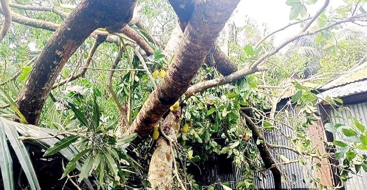 কালবৈশাখী ঝড়ে ঘরে গাছচাপায় মা-মেয়ে-ছেলেসহ নিহত ৫