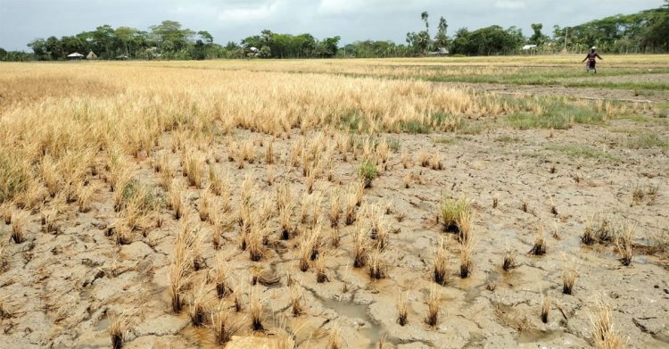 প্রভাব দেখিয়ে ২০ একর ফসল নষ্ট, কৃষকদের গ্রামছাড়া করার হুমকি