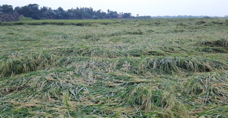 নওগাঁয় ঝড়-বৃষ্টিতে আমে আশীর্বাদ, ধানে ব্যাপক ক্ষতি