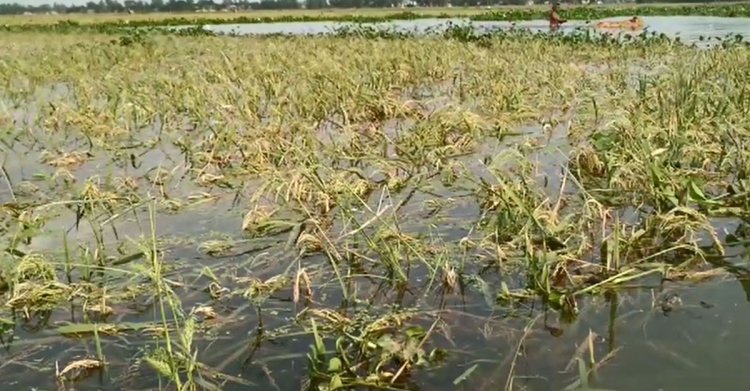 হবিগঞ্জে পাহাড়ি ঢলে আরও ১০০ একর জমির ধান পানির নিচে