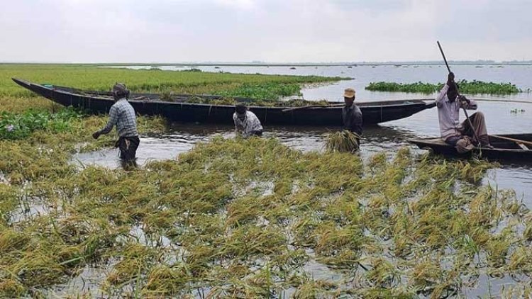 কাঁচা ধান কেটে দিশেহারা হাওরের হাজারো কৃষক