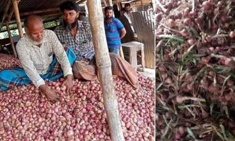 একমণ পেঁয়াজের দামে একজন দিনমজুর!