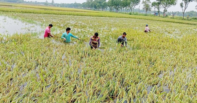 কোমরসমান পানির নিচে সোনালি ধান, শ্রমিক সংকটে কৃষকের আনন্দ ম্লান