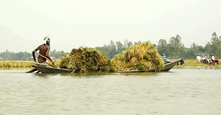 জামালপুরে বন্যায় ডুবেছে ১০ গ্রামের বোরো ধান