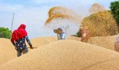 ভারতকে ১০ লাখ টন গম রপ্তানির অনুরোধ বাংলাদেশের