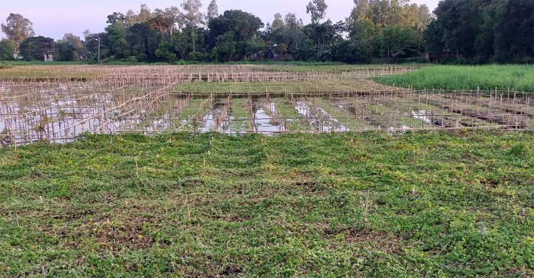 বন্যার প্রভাব মুন্সীগঞ্জে, তলিয়ে যাচ্ছে সবজি ও ধান