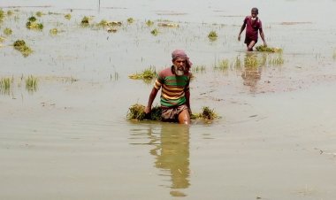 বন্যায় সিলেটের কৃষিতে এক হাজার ১১৩ কোটি টাকার ক্ষতি