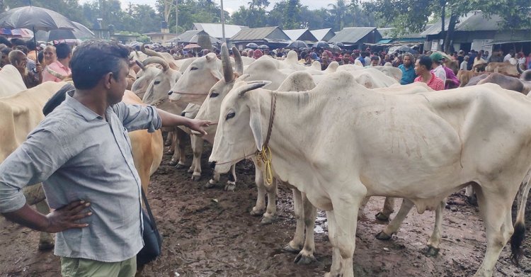 কুড়িগ্রামে ভারতীয় গরুর দাপট,  আতঙ্কে দেশি খামারিরা