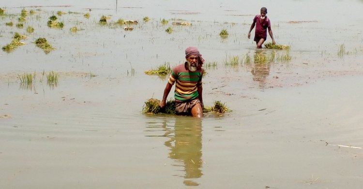 বন্যায় সিলেটের কৃষিতে এক হাজার ১১৩ কোটি টাকার ক্ষতি