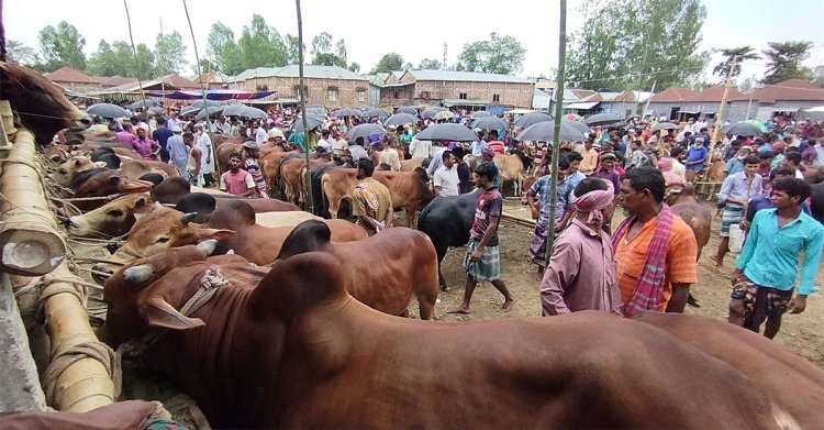 হাটে ক্রেতা নাই, কেউ দামও বলছে না