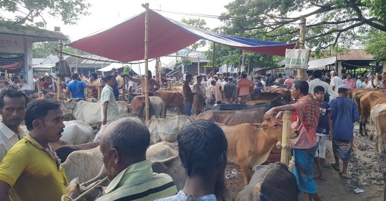 বেপারী সংকটে লোকসানে সাতক্ষীরার গরুর খামারিরা