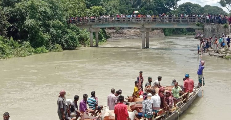  ধলেশ্বরী নদীতে গরুবোঝাই ট্রলারডুবিতে  ৬টি গরু মৃত