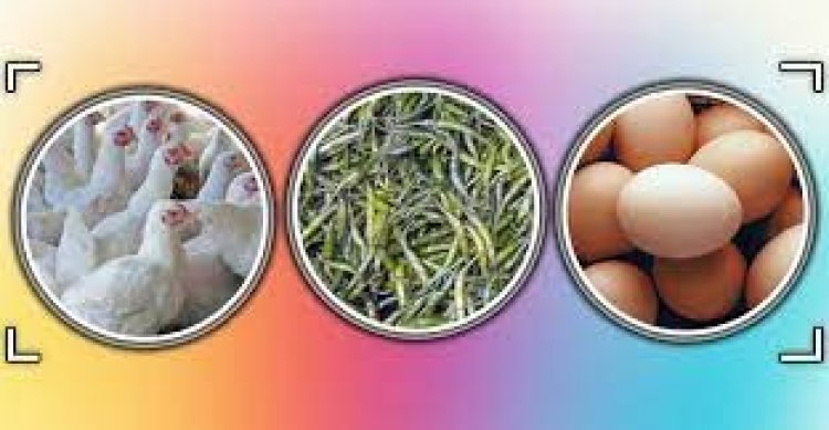 কাঁচা মরিচের ডাবল সেঞ্চুরি, দাম বেড়েছে ডিম-মুরগিরও