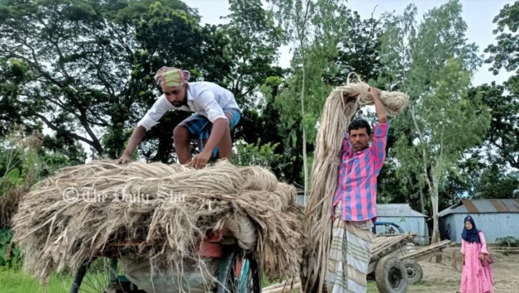 চাঁদপুরে অর্ধেকে নেমেছে পাটের দাম, হতাশ কৃষক