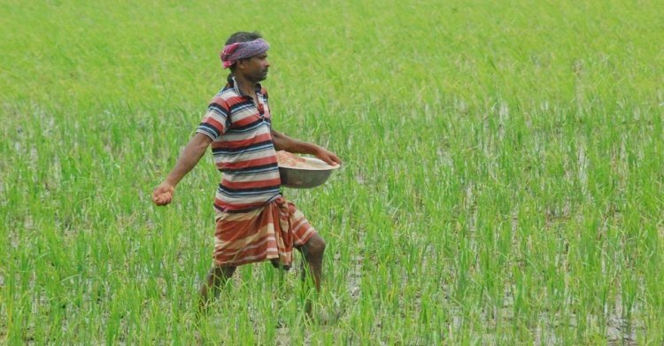 ‘সারের মূল্যবৃদ্ধি কৃষকের বিপদ আরও বাড়াবে’