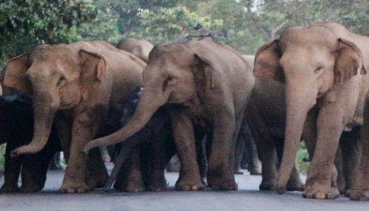  আসামে বুনো হাতির আক্রমণে শিশুসহ ৩ জনের মৃত্যু