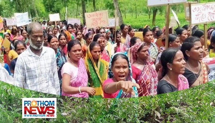 মজুরি বৃদ্ধি: প্রত্যাহারের কয়েক ঘণ্টার মধ্যেই ফের আন্দোলনের ঘোষণা চা শ্রমিকদের