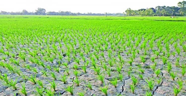 আমন ক্ষেত ফেটে চৌচির, ফলন নিয়ে শঙ্কায় কৃষকরা