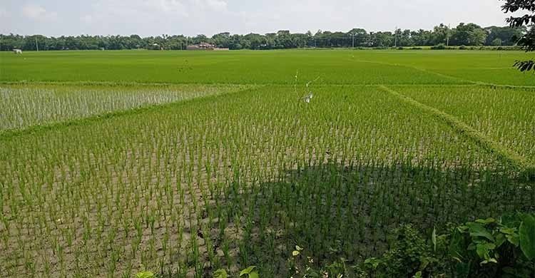 সারের দাম বাড়তি, কৃষকের চোখে অন্ধকার