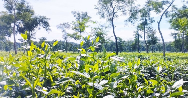 শ্রমিক আন্দোলনে নষ্ট হচ্ছে শত কোটি টাকার চা