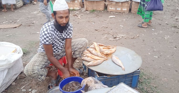 পঁচা মাছে রং মিশিয়ে টাটকা বানিয়ে বিক্রি!