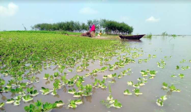 যমুনায় অসময়ে পানিবৃদ্ধি, তলিয়ে যাচ্ছে ফসল