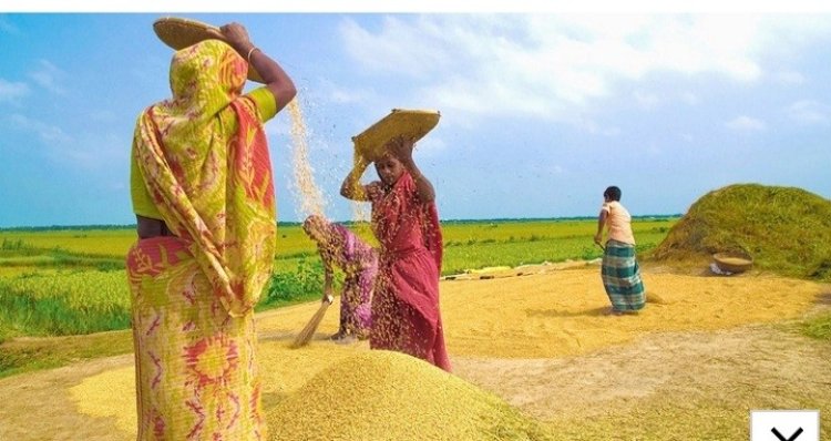 মন্দার শঙ্কা: কৃষকের প্রণোদনা বাড়ানোর নেই ব্যতিক্রমী উদ্যোগ