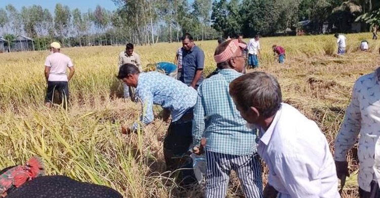 কারাগারে কৃষক, জমির ধান কেটে দিলেন বিএনপির নেতা-কর্মীরা