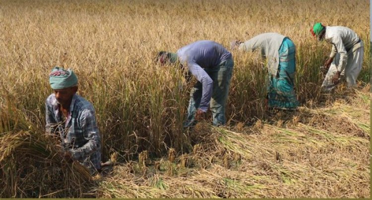 যশোরে আমন ধানে চিটা, দিশেহারা কৃষক