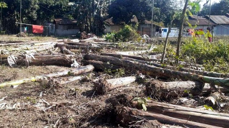 রাতের আঁধারে সরকারি জমি থেকে ৩ শতাধিক গাছ কাটার অভিযোগ