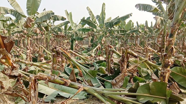 ঝিনাইদহে শত্রুতার বলি ৬০০ কলাগাছ