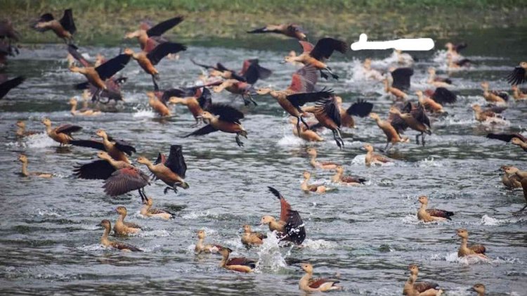 অতিথি পাখির কলতানে মুখর জাহাঙ্গীরনগর বিশ্ববিদ্যালয়