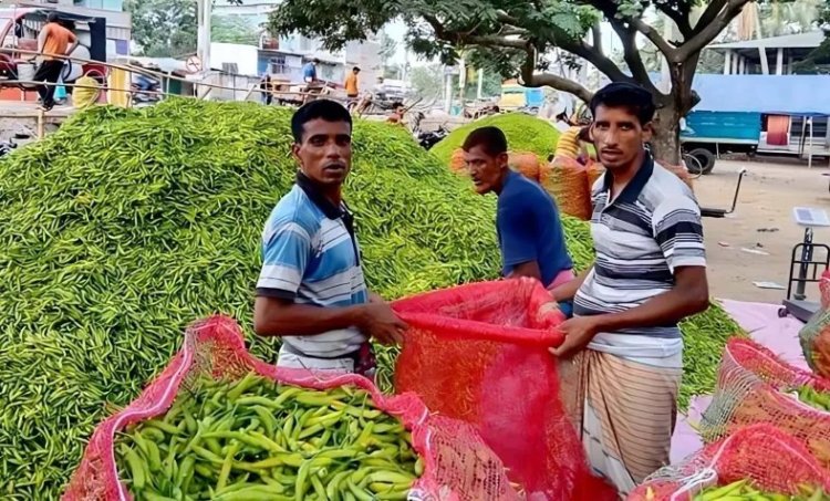 মরিচের কেজি ৩০ টাকা, হতাশ চাষিরা