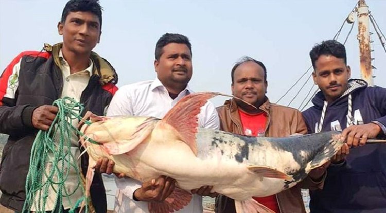 পদ্মায় ধরা পড়লো ২৭ কেজির বাঘাইড়, ৩৫ হাজারে বিক্রি