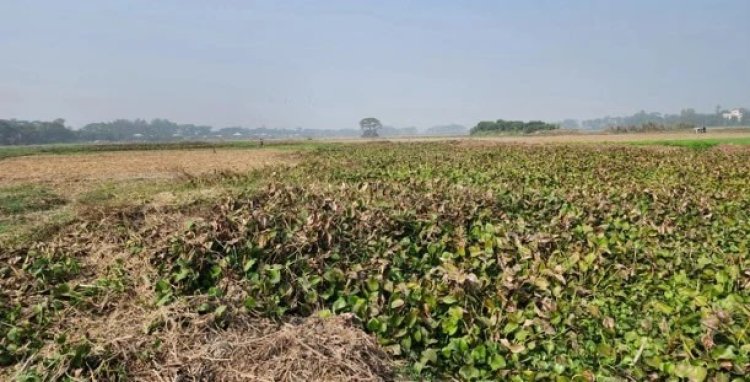 মুন্সীগঞ্জে গ্রামছাড়া অর্ধশতাধিক পরিবার