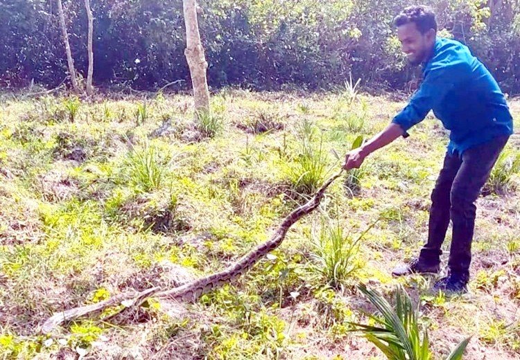 বাগেরহাটে সবজিক্ষেতে অজগর